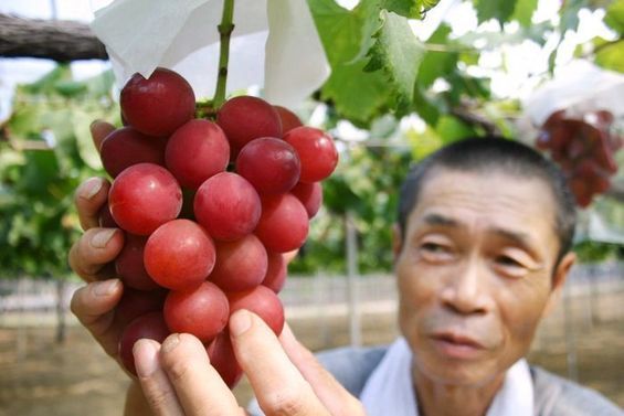 速来围观!日本一串葡萄拍出近1.5万美元 - 中国日报网