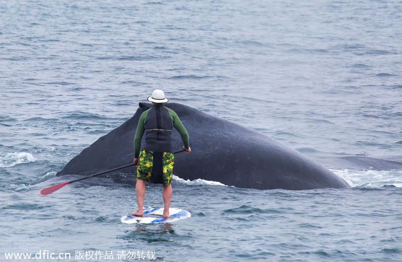 美国冲浪者胆大包天 近距离调戏座头鲸