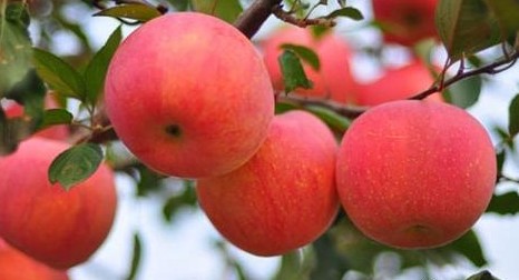 俄罗斯禁止进口波兰苹果 波兰请求美国进口