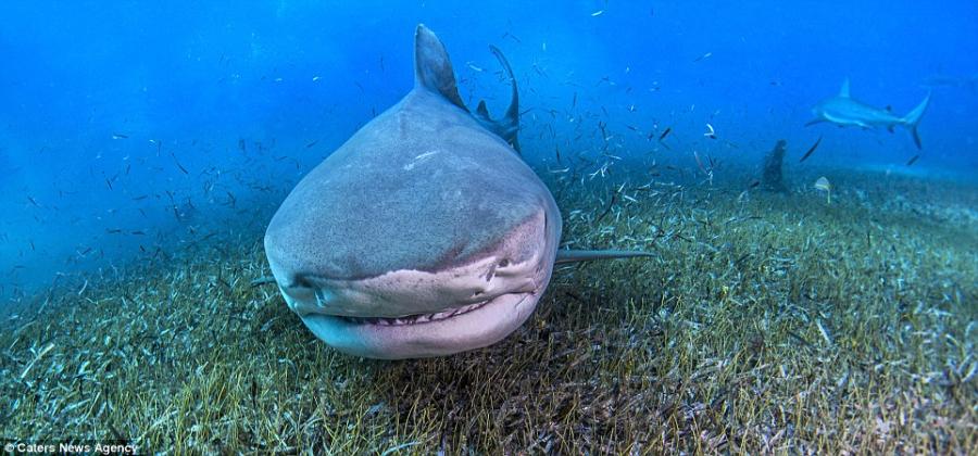 摄影师遇友好虎鲨贴近“讨好” 拍摄“大头照”