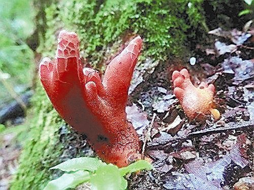 日本山形县发现剧毒蘑菇 酷似手指呈红色(图)
