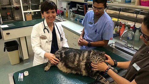 美国一只32斤“加肥猫”减重途中死亡