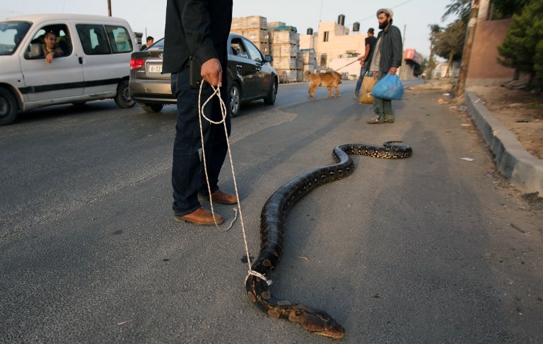 巴勒斯坦男子当街牵蟒蛇散步（高清）