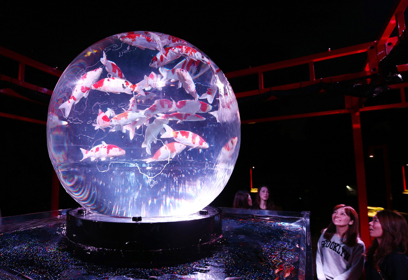 日本京都二条城举办梦幻水族展