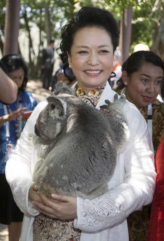 彭丽媛赴澳参加G20峰会 与考拉“拥抱”萌萌哒