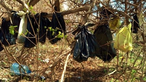男子残忍杀猫受指控 将25具尸体装袋挂树上(图)