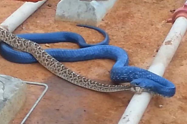 2.5米长蓝色森王蛇吞食响尾蛇 场面恐怖诡异(图)