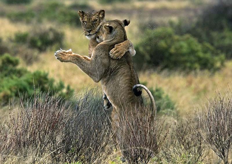 肯尼亚两狮子后腿直立、前掌相交跳交际舞(组图)