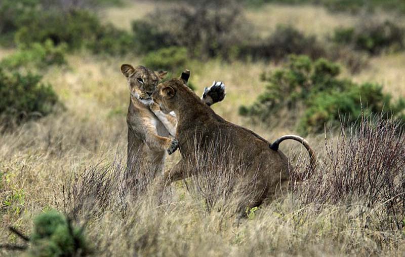 肯尼亚两狮子后腿直立、前掌相交跳交际舞(组图)