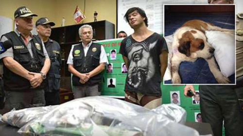 墨西哥男子用圣伯纳犬运毒 两条狗腹部感染(图)