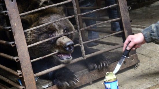 俄罗斯2头黑熊因被主人长期喂酒患酒精依赖症