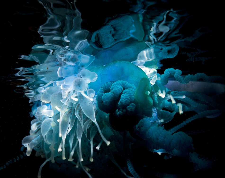 英国摄影师舍命拍摄海洋致命水母神秘光彩（组图）