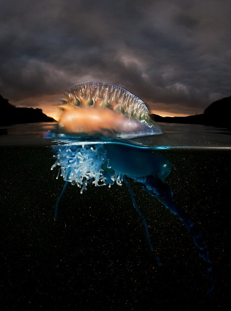 英国摄影师舍命拍摄海洋致命水母神秘光彩（组图）
