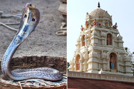 印度男子娶眼镜蛇为妻 上演真人版“白蛇传”（图）
