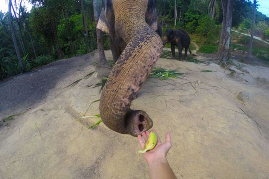 泰国大象用鼻子操作相机和游客玩自拍