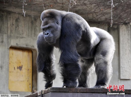 日本高颜值黑猩猩引发女游客围观 颇具王者风范(组图)