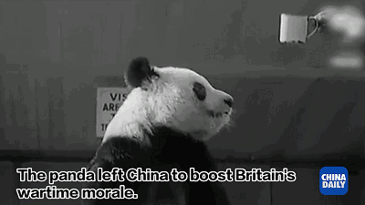 战火纷飞的年代，有一只熊猫曾治愈过英国人民的心灵（独家视频）