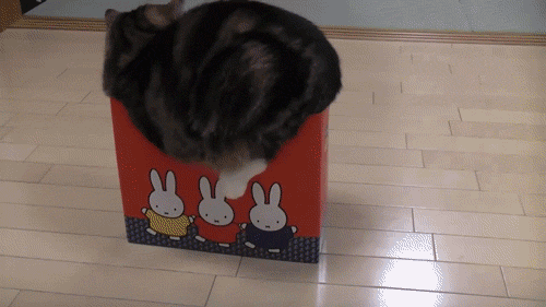 日本小猫夺Youtube人气冠军 钻盒子视频俘获全球网友