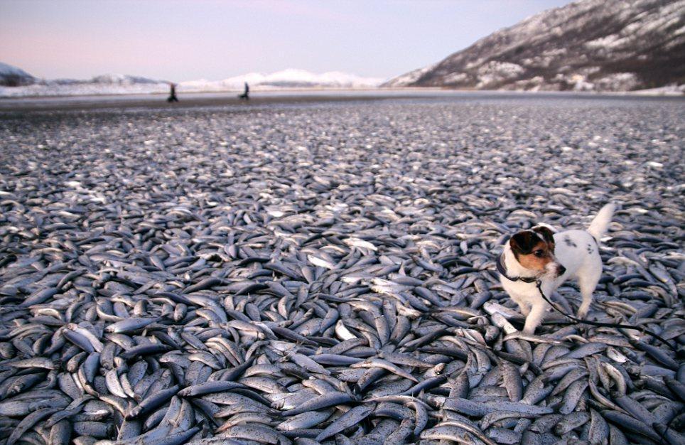 2012年初再现动物神秘死亡事件 挪威海滩惊现20吨死鱼