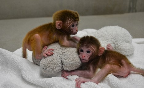 世界首批基因改造猴在美诞生 遗传物质来自六个父母