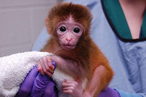 世界首批基因改造猴在美诞生 遗传物质来自六个父母