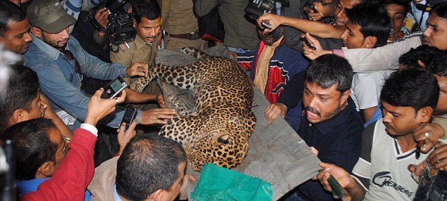豹子闯入印度居民区重伤4人 男子徒手招架被掀掉头皮