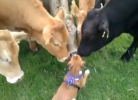 好奇小狗大胆与牛群打招呼 跨界友情温馨视频受热捧