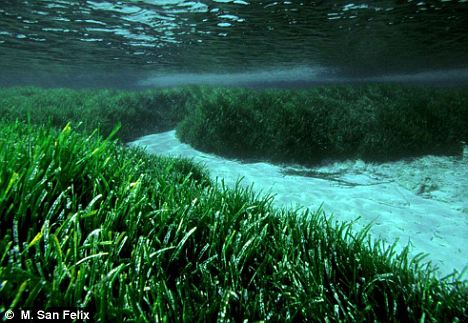 科学家发现存活20万年海草群 为地球上“最长寿”生命体