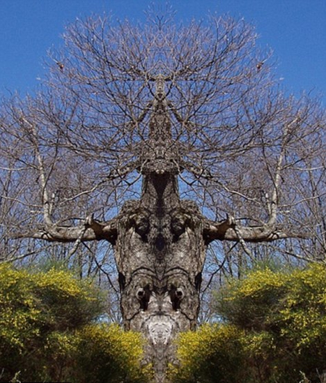 英国惊现“鬼怪树” 酷似《指环王》树人形象