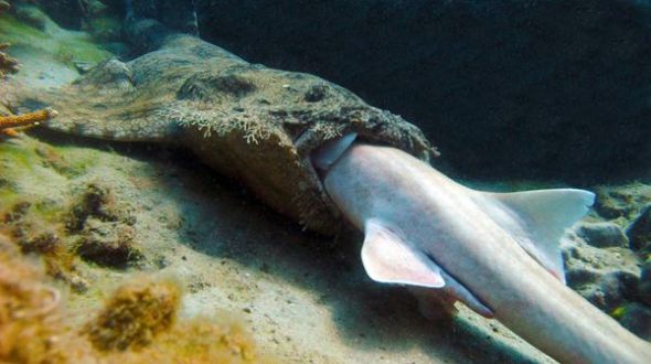 澳学者在大堡礁海域见证鲨鱼同类相食 照片首度公开