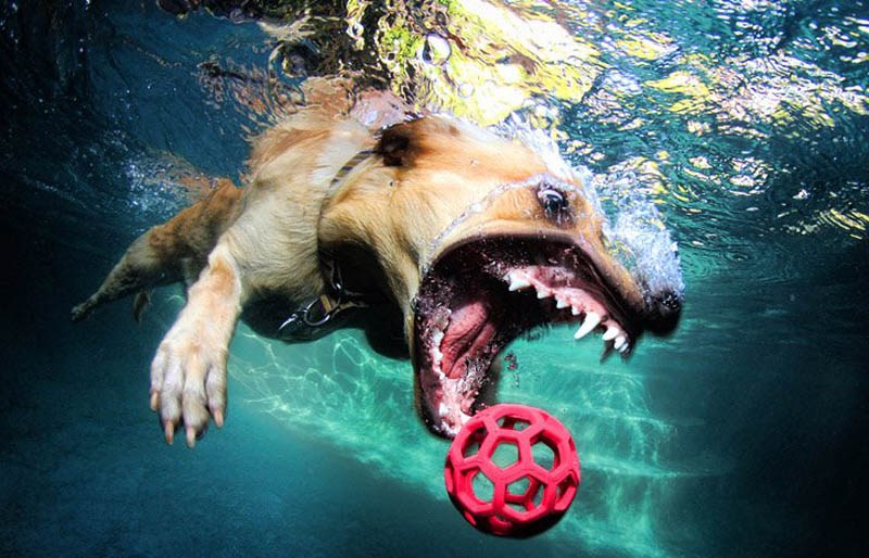 宠物犬入水衔球秀真实版“狗刨” 呲牙咧嘴妙趣横生