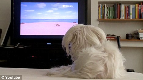 美国推出宠物狗电视频道 让看家狗狗不再寂寞孤单