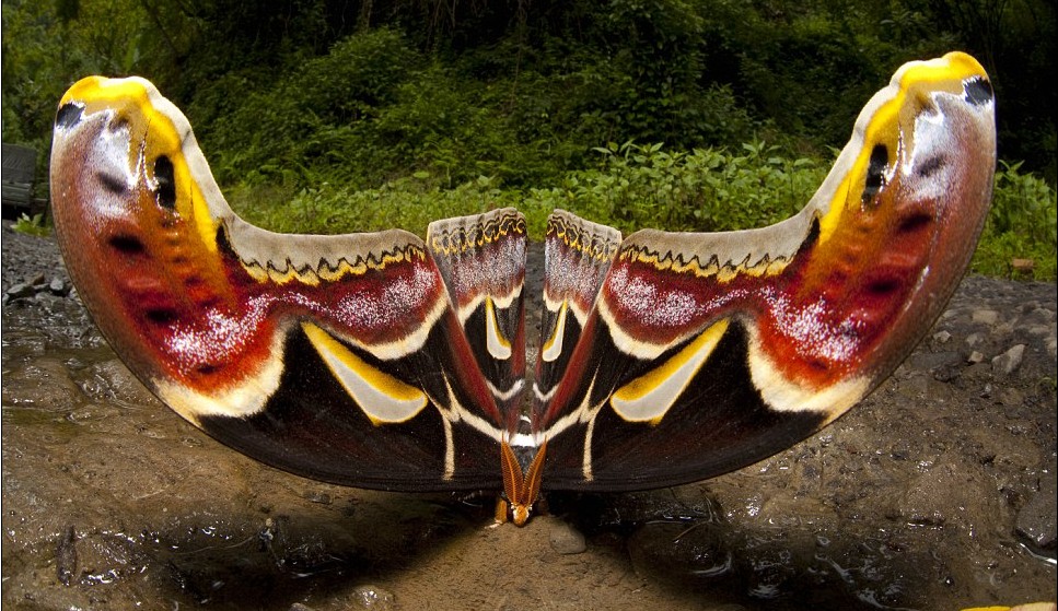 英摄影师在印度拍到骇人巨型飞蛾 翼展可达30厘米
