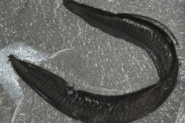 科学家最新惊人发现：人类最老祖先原是5亿年前蠕虫
