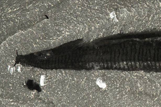 科学家最新惊人发现：人类最老祖先原是5亿年前蠕虫
