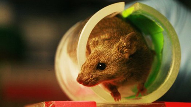 澳科学家提治癌新方法 用替身老鼠寻找最佳药物