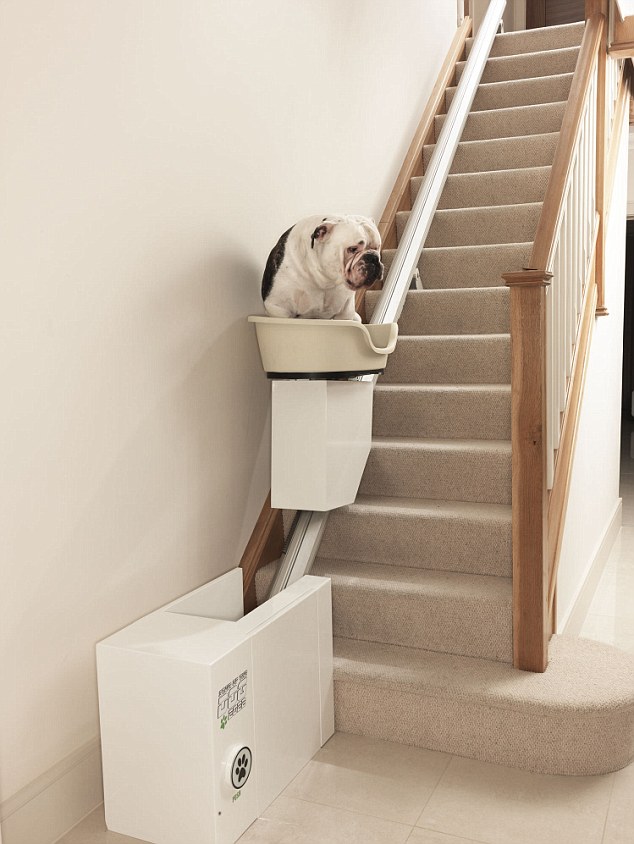 英国狗太胖爬不动楼梯 全球首部狗用座椅电梯问世