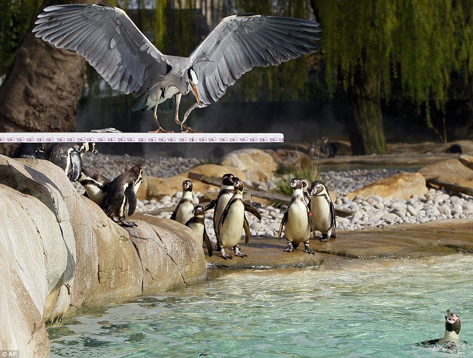 伦敦动物园搭建奥运跳板 企鹅健将一展跳水英姿