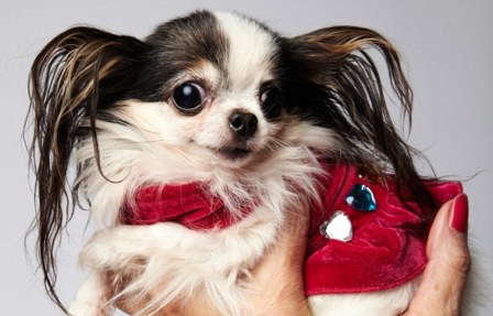 高不足7厘米重3两多 波多黎各吉娃娃争当“世界最小狗”