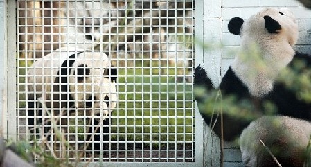 英农场主培育出“熊猫羊羔” 黑眼圈、黑耳朵萌煞人