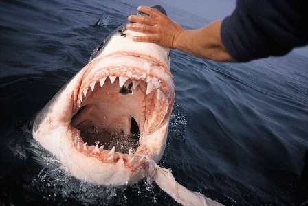 轻轻一摸驯服大白鲨 南非“鲨语者”展催眠绝技