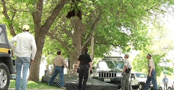 黑熊“安家”美校园大树 被麻醉后自由坠落憨态可掬