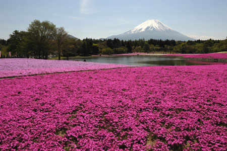 日本富士山脚下80万株芝樱盛开 宛如“地上彩虹”