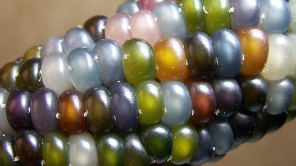 美国培植神奇“琉璃玉米” 颜色如糖果般绚烂晶莹剔透