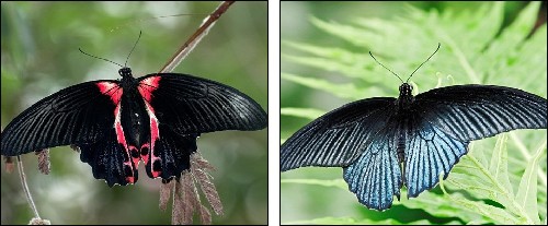 英国发现罕见“人妖蝴蝶” 出现概率万分之一