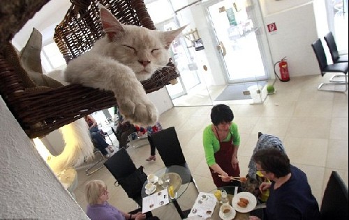 萌物陪你喝下午茶：奥地利首家猫咪主题咖啡厅开张