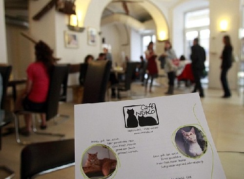 萌物陪你喝下午茶：奥地利首家猫咪主题咖啡厅开张