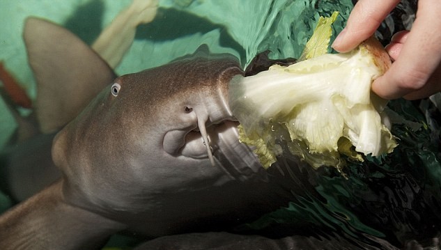 手术后遗症？世界第一条素食鲨鱼爱吃芹菜和黄瓜