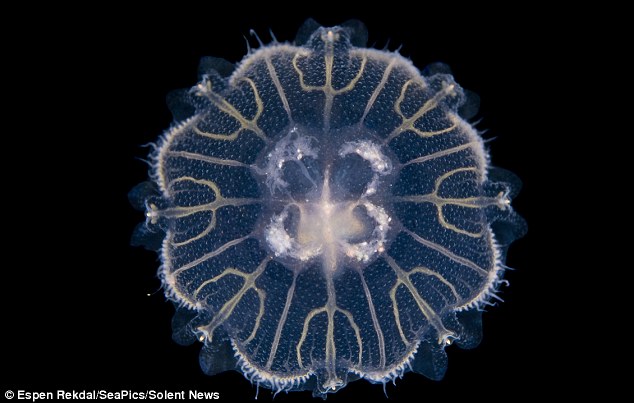 梦幻般的美 挪威峡湾深海水母罕见照
