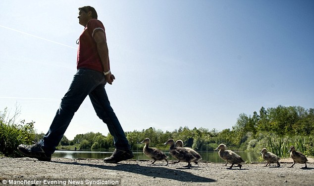 英国50岁男子变身“鸭妈妈” 与8只小鸭形影不离